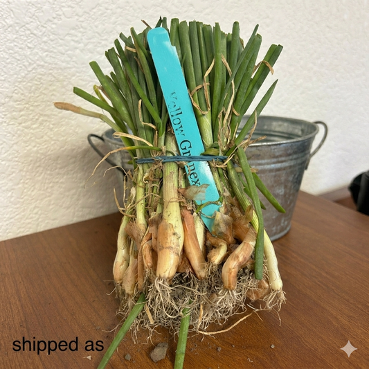 Granex Hybrid 33 Yellow Onion Sets