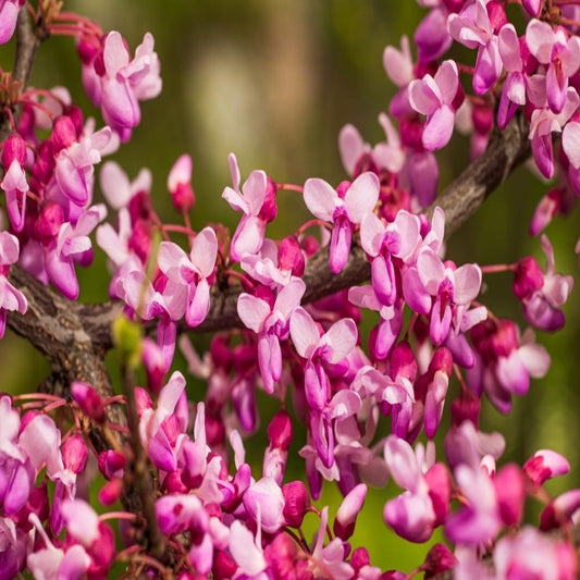 Cercis 'Alley Cat' Redbud
