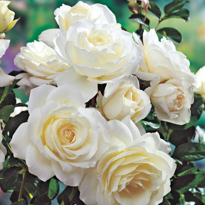 Rosa Moondance