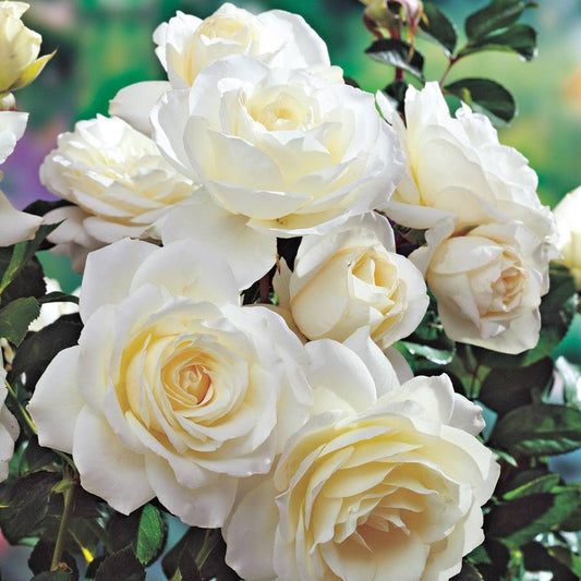 Rosa Moondance