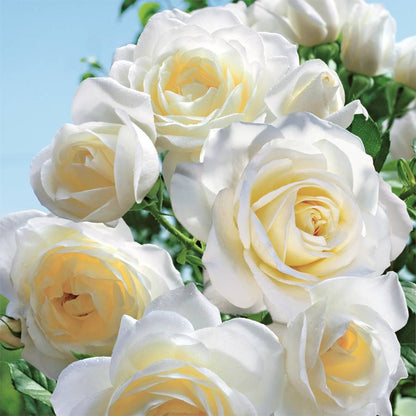 Rosa Moondance
