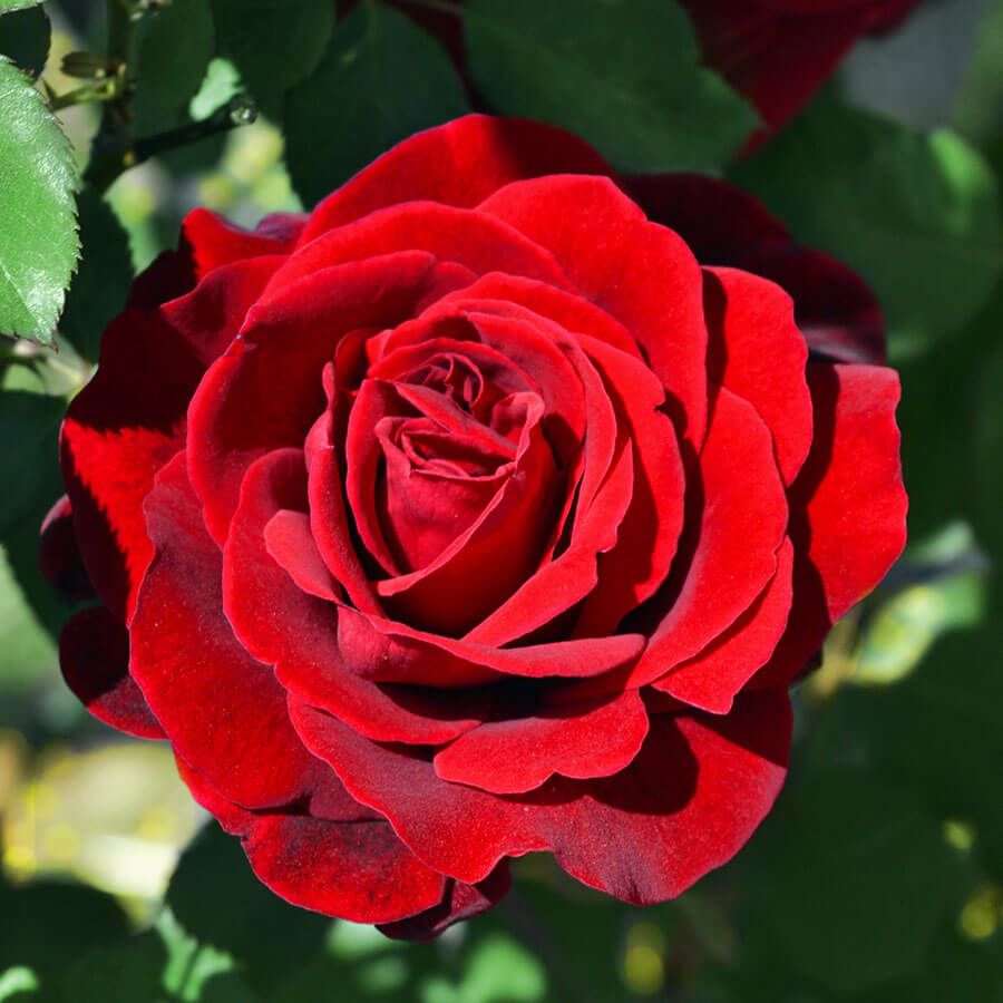 Rosa Don Juan