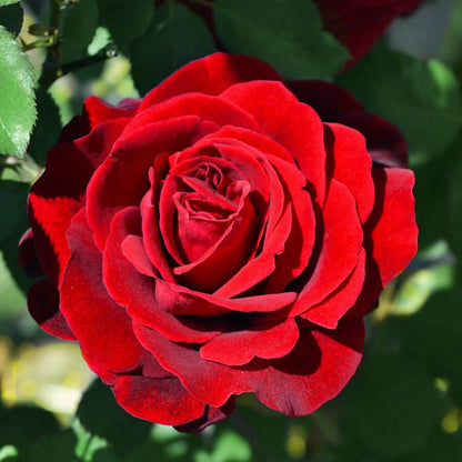 Rosa Don Juan