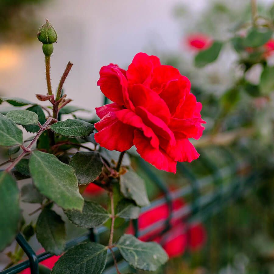 Rosa Don Juan