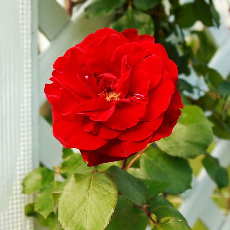 Rosa Don Juan