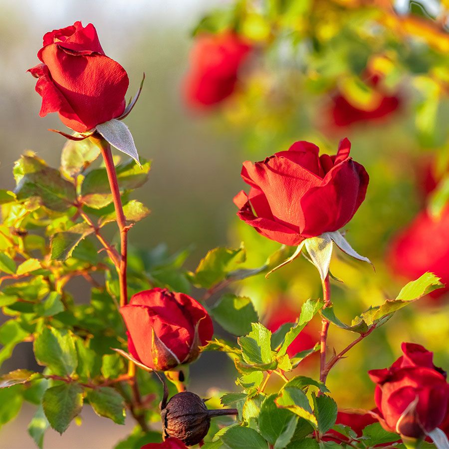 Rosa Don Juan