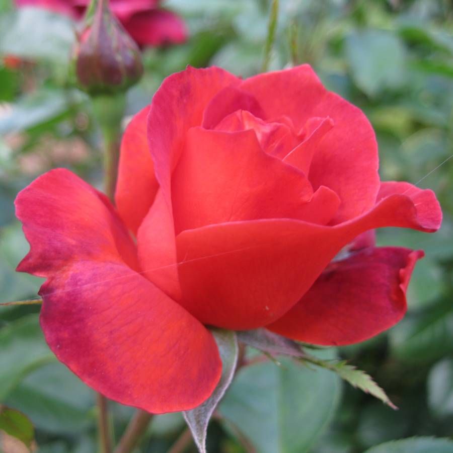 Rosa Hot Cocoa™