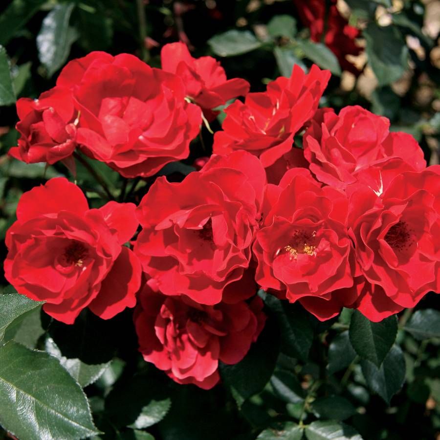 Rosa Double Red Simplicity