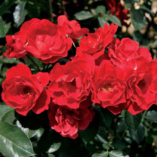 Rosa Double Red Simplicity