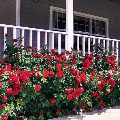 Rosa Double Red Simplicity