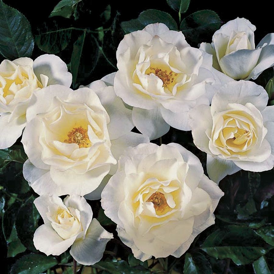 Rosa White Simplicity