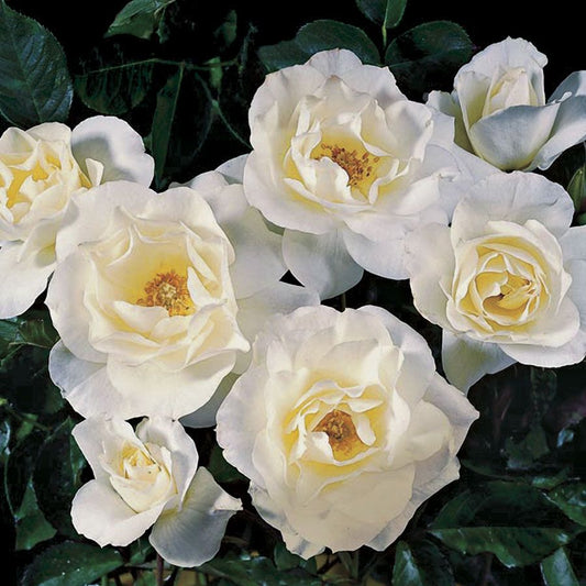 Rosa White Simplicity
