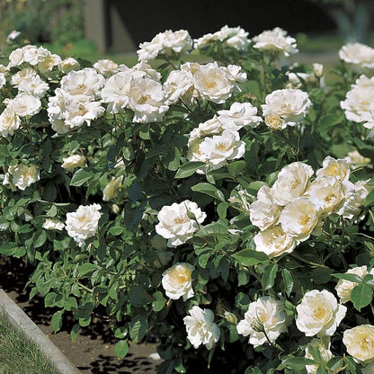 Rosa White Simplicity