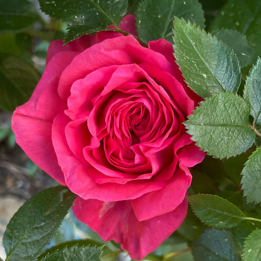 Rosa Fiji ™ Eleganza®