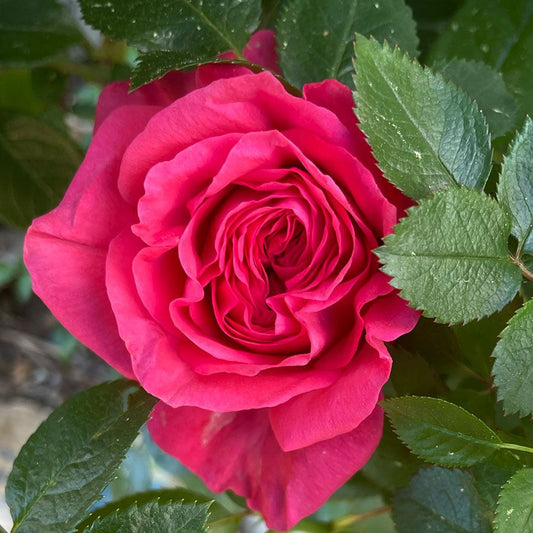 Rosa Fiji ™ Eleganza®