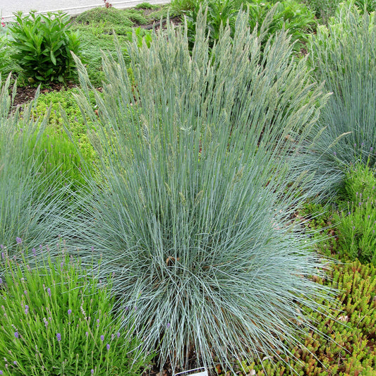Festuca Beyond Blue™ Ornamental Fescue