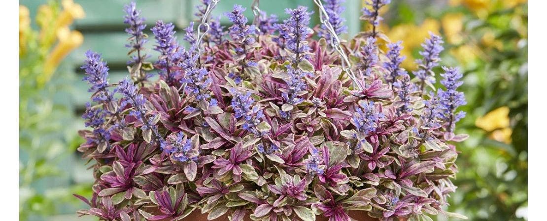 Ajuga Bugleweed: Perennial Ground Cover