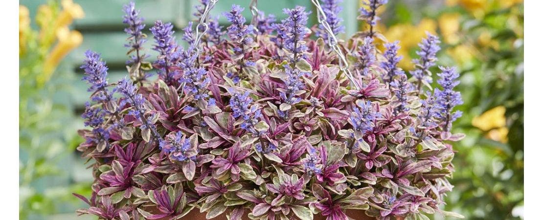 ajuga plant in garden