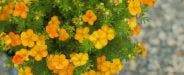 Smart Gardeners and Professional Landscapers Love Bloomin’ Easy Shrubs