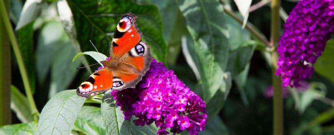 The Ultimate Guide to Growing Buddleia Plants: Tips for Planting and Care