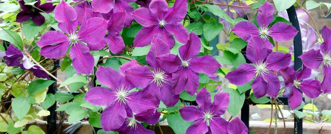 Clematis Care Guide