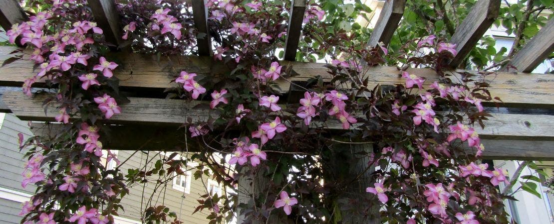 pink clematis growing on an arbor