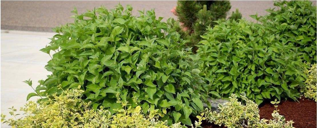 green cornus shrubs in front yard garden