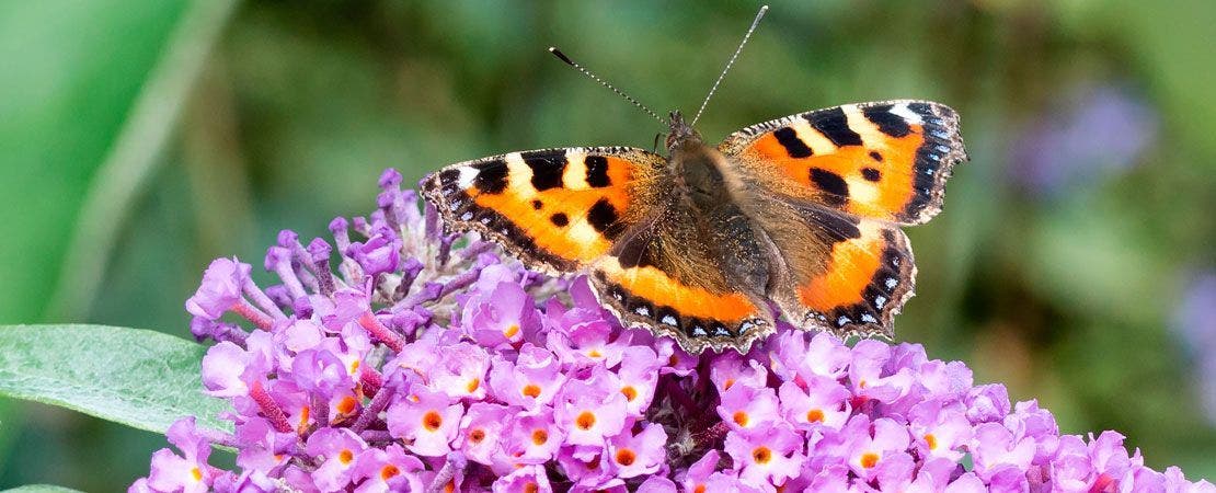 butterfly on pink flowers