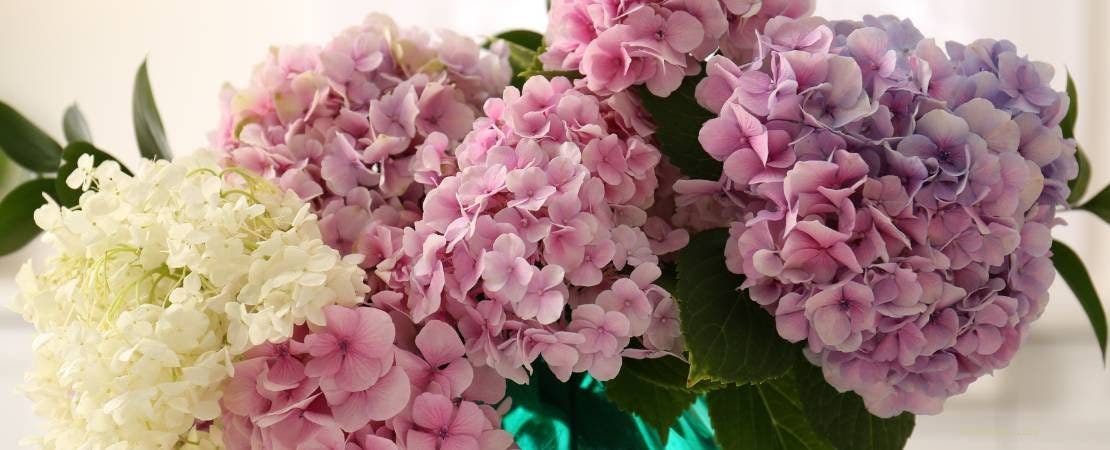 How to Revive Hydrangea Cut Flowers