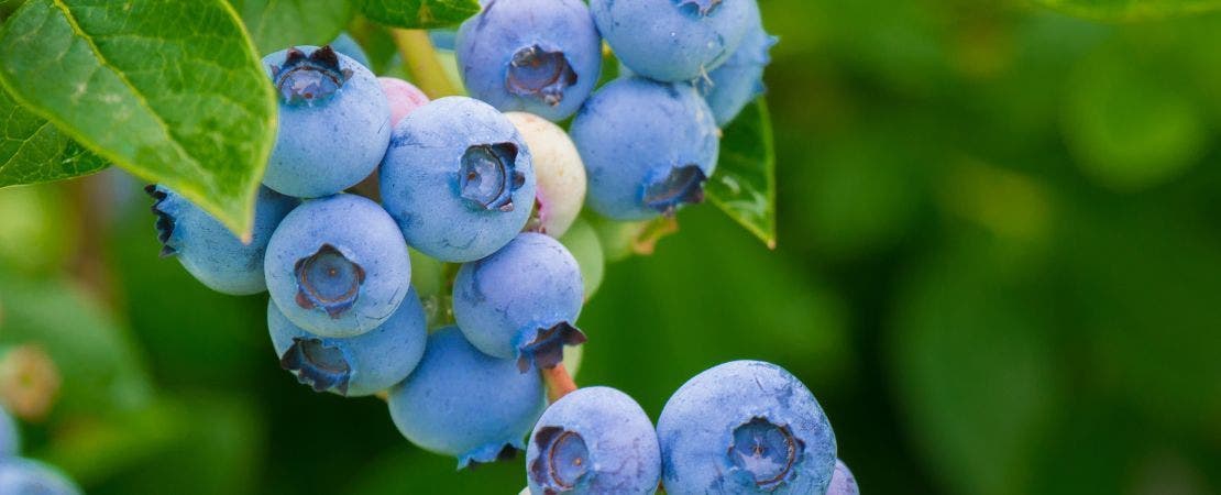 blueberries growing on a branch