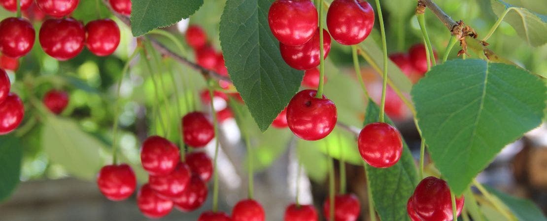 cherries growing on a tree