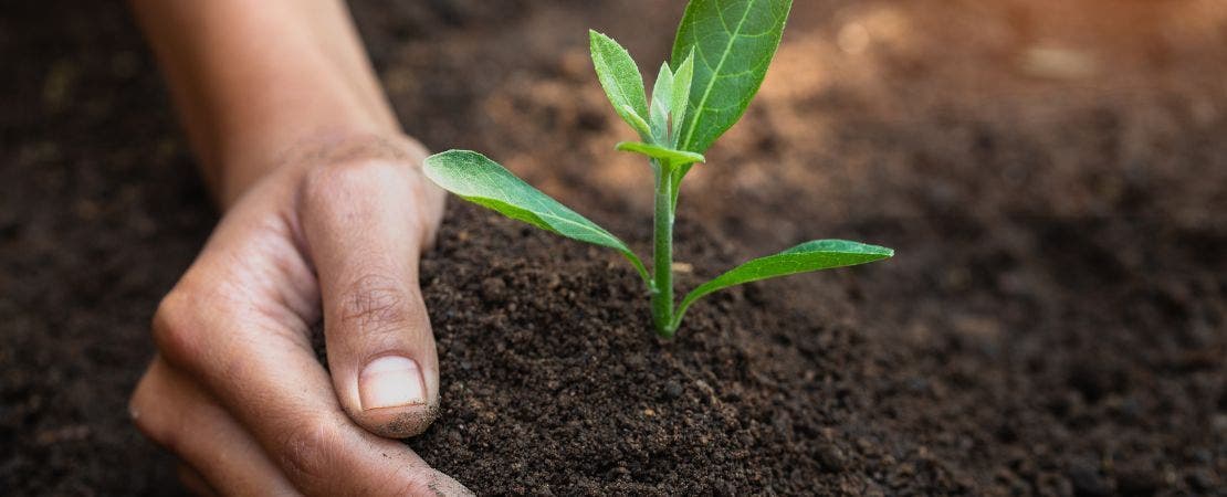 hand mounding dirt around plant