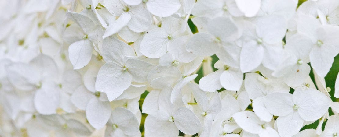 white hydrangea flowers closeup