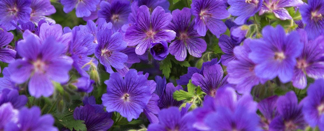 Complete Guide to Growing and Caring for Geranium Plants