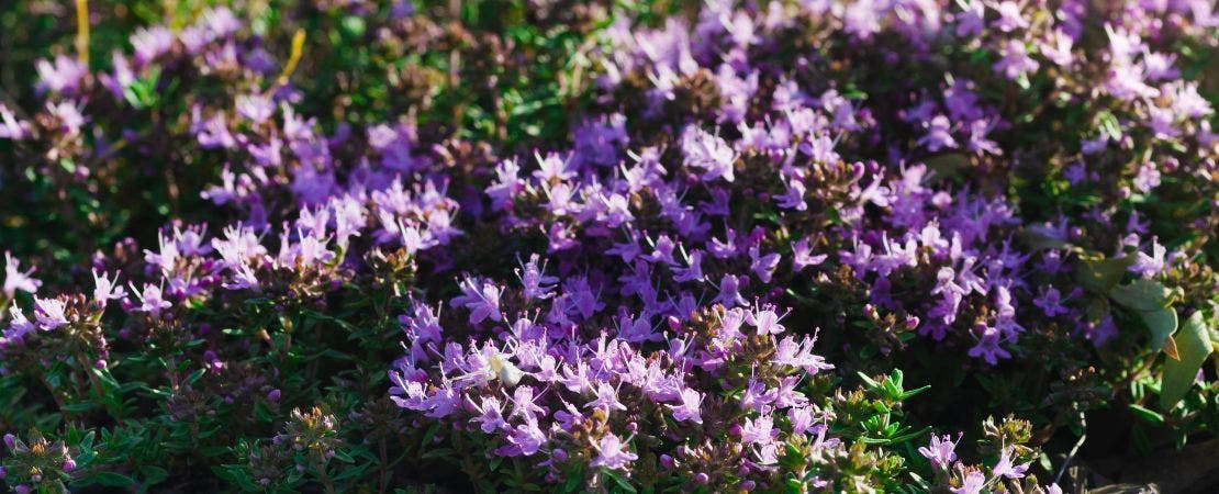 thyme growing in a patio container