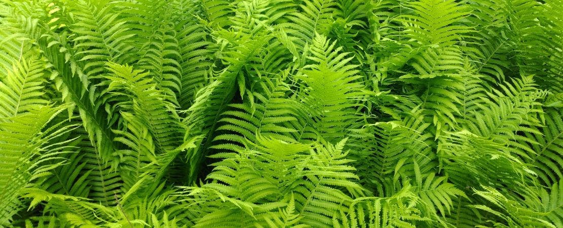 Hardy Fern Planting and Care Guide