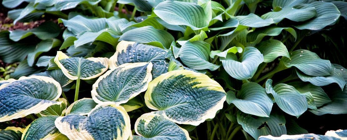 Growing Hostas: A Planting and Care Guide