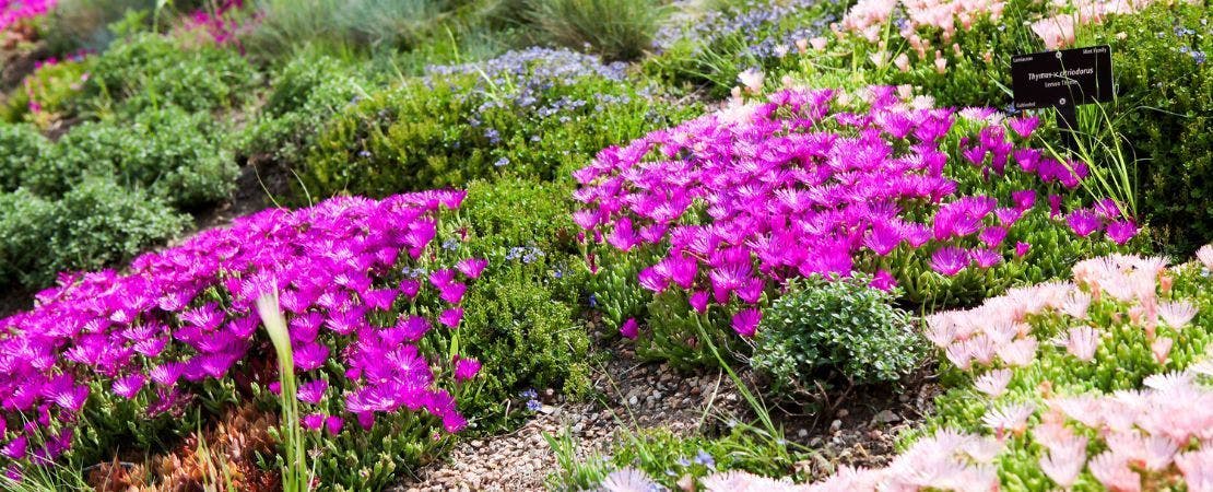 purple iceplants in rock garden