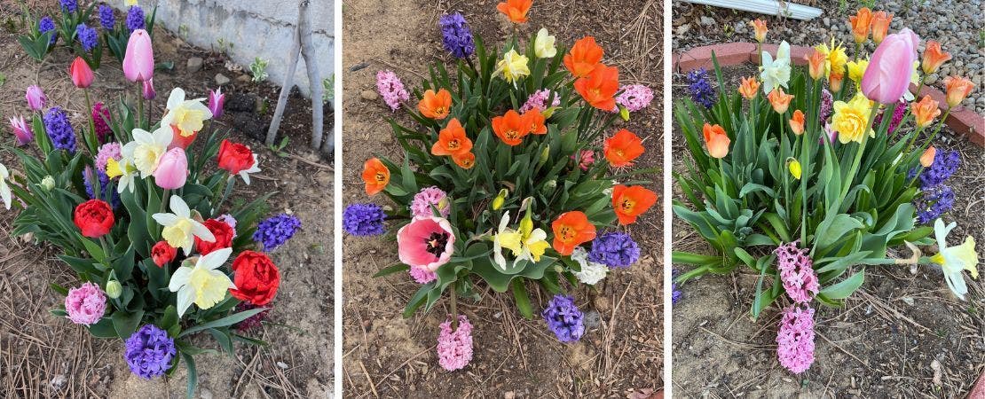 layered planting spring bulbs in bloom