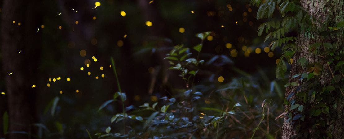 Tips to Attract Lightning Bugs or Fireflies to Your Garden