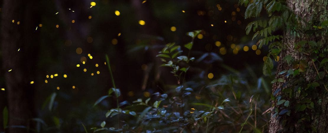 lightning bugs in forest at dusk