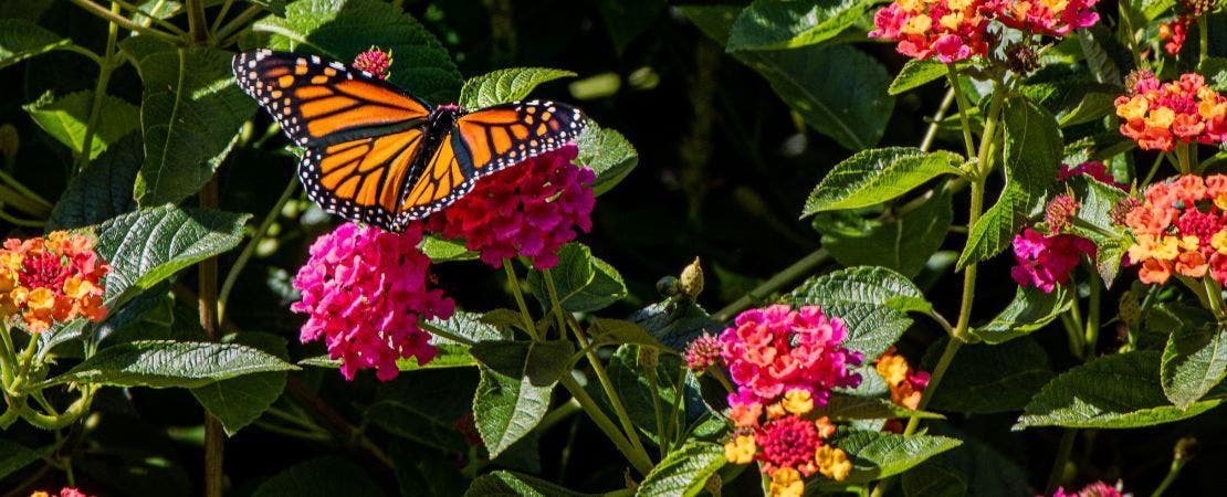 monarch butterfly on asclepias blooms