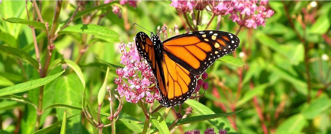 monarch butterfly on asclepias plant