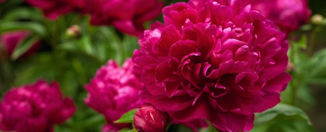 The Complete Guide to Growing and Caring for Peony Plants