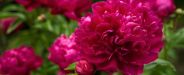The Complete Guide to Growing and Caring for Peony Plants