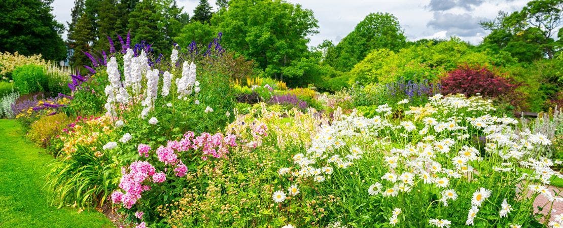 a perennial garden in full bloom