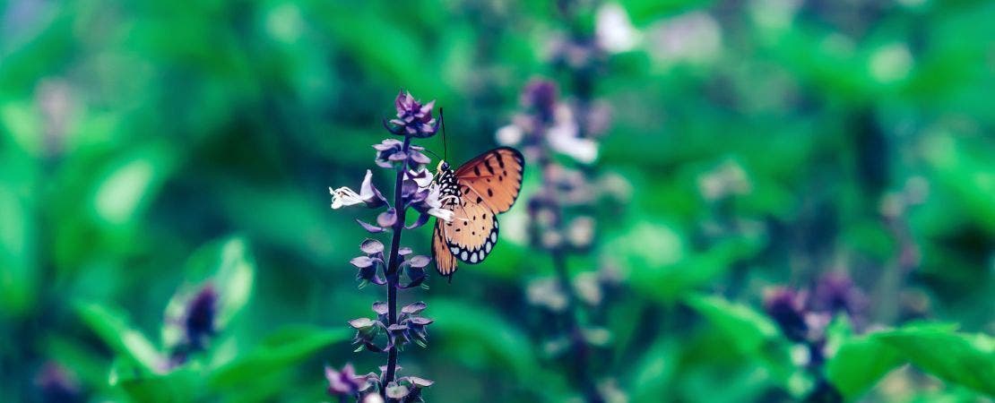 Create a Pollinator Paradise in Your Flower Garden
