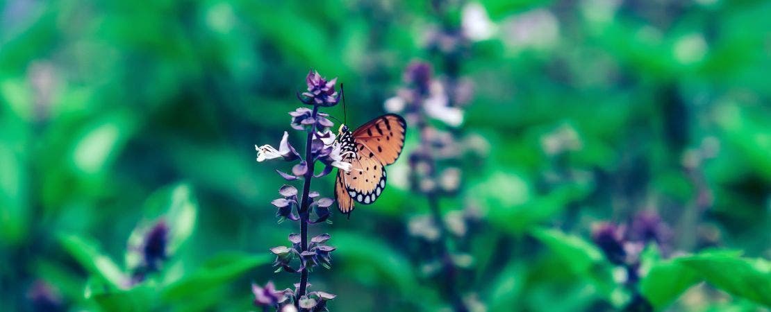 butterfly on flower