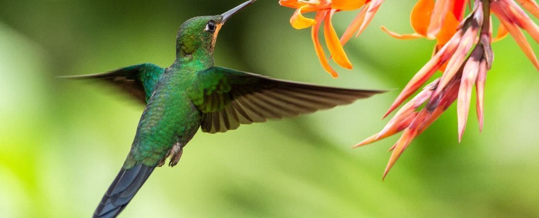 hummingbird and orange flower