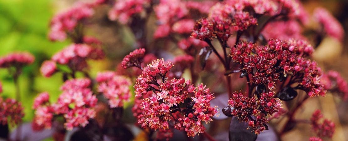 red sedum flowers